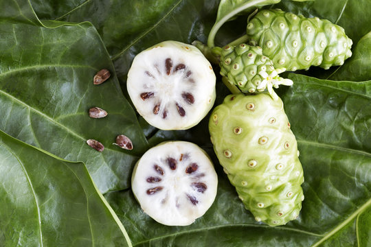 Noni fruit or Morinda Citrifolia and noni slice with seed isolated on green leaves of the noni background with copy space for text. Top view.