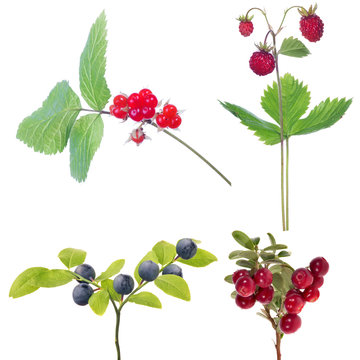 set of four isolated forest ripe berries