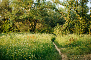 Nature in Zawady, outskirts of Warsaw, Poland.