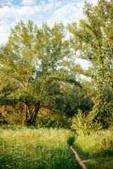 Fototapeta premium Summer nature on the edge of Warsaw in Zawady, Poland.