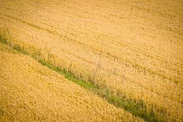 Golden wheat field