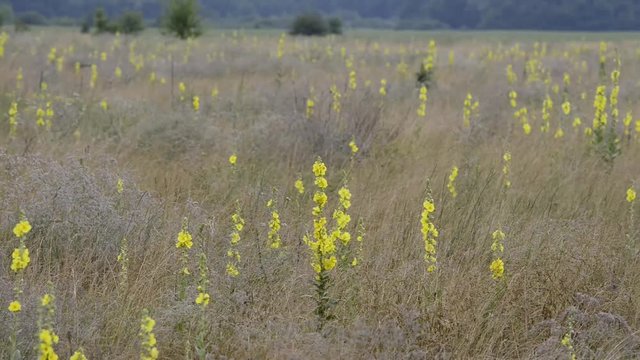 Mullein flowers on the meadow in the morning in rainy weather.