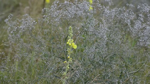Mullein flowers on the meadow in the morning in rainy weather.
