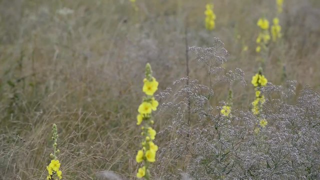 Mullein flowers on the meadow in the morning in rainy weather.