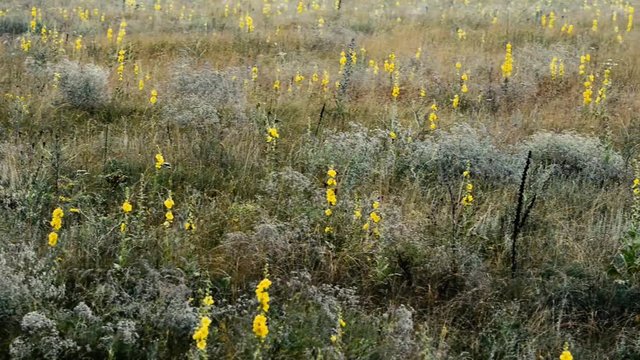Mullein flowers on the meadow in the morning in rainy weather.