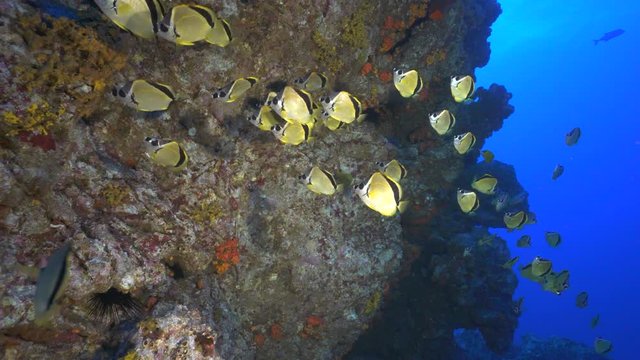 School of tropical fish, Socorro - Barberfish, Johnrandallia nigrirostris