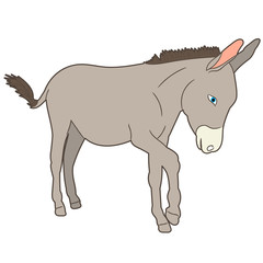  isolated donkey gray goes