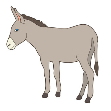 vector, isolated donkey standing in front of white background