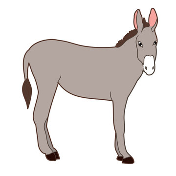 isolated donkey gray