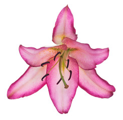 isolated lily bloom with pink edges