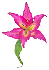 dark pink lily bloom with small leaf on white