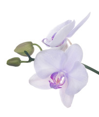 two light lilac orchid blooms on branch