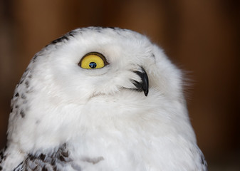 white and black portrait of polar owl