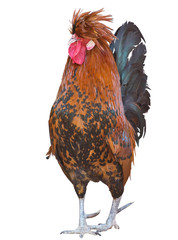 large orange rooster in black dots on white