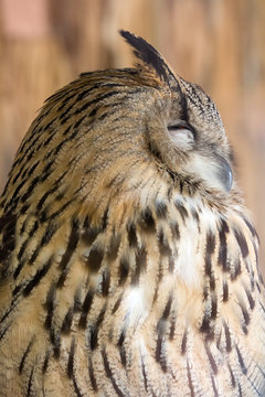 sleeping eagle-owl closeup on brown