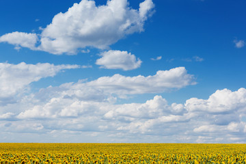 field of blossoming sunflowers and a blue sky with clouds, lots of clouds, the concept of summer and agriculture
