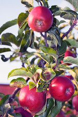 Apple tree