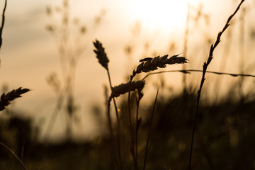 Insetto di campo su spiga di grano in controluce al tramonto