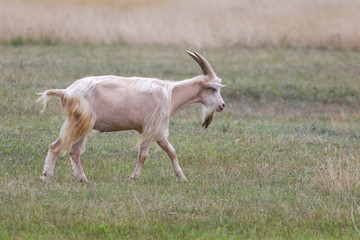 Fototapeta premium White hairy male goat on the field