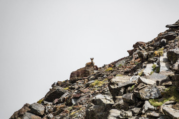 Mountain goat laid down on mountain edge
