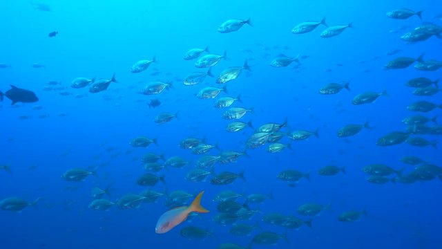 School of tropical fish, Socorro - Whitetongue jack, Uraspis helvola