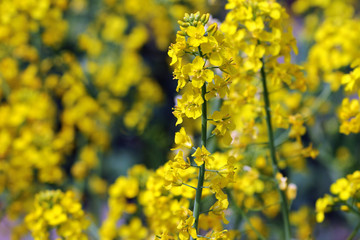 Yellow rape flowers