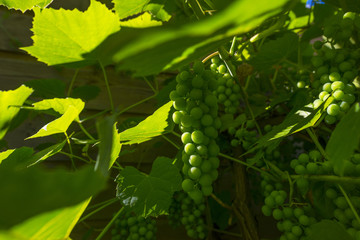 Vine with grapes in a garden in sunlight in summer