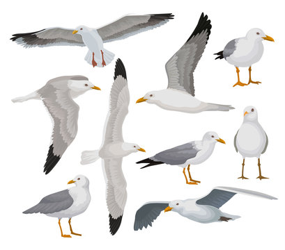Beautiful seagull set, gray and white sea bird in different poses vector Illustrations on a white background