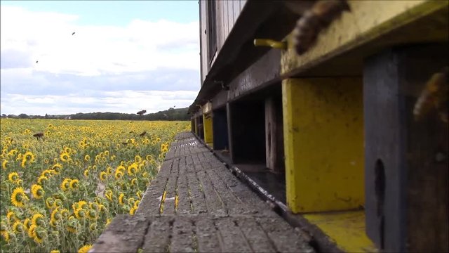 Bienen beim Anflug und verlassen des Bienenstocks