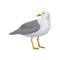 Beautiful seagull, gray and white sea bird vector Illustration on a white background
