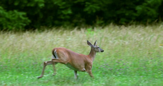 Deer running across the road between the fields.