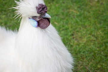 The Silkie (sometimes spelled Silky) is a breed of chicken named for its atypically fluffy plumage, which is said to feel like silk and satin.