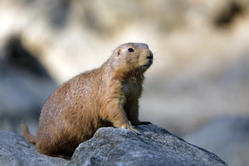 Cute prairie dog