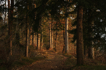 Lonely path in a conifer forest at dusk