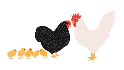 Family of cock and chicken. Collection of rooster, hen and brood of chicks isolated on white background. Flock of domestic poultry or farm birds. Cartoon colorful hand drawn vector illustration.