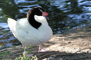 Black necked swan