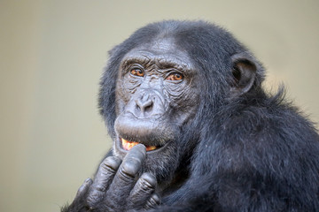 Young male chimpanzee portrait