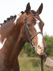 Fototapeta premium Plaited Horse Head Shot