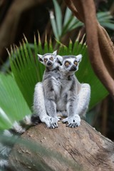 Ring tailed lemur