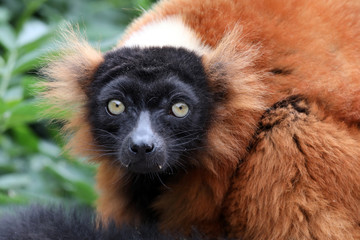 red lemur portrait