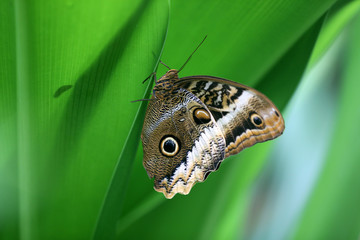 Owl butterfly close-up