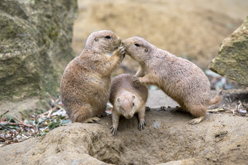 Cute prairie dogs