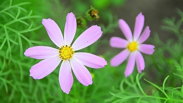 Cosmos bipinnatus, garden cosmos, Mexican aster, pink flower