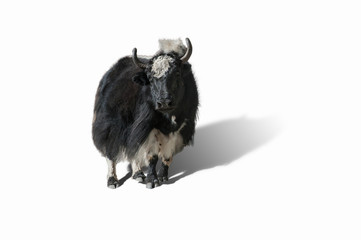Yak in Nepal, isolated with clipping path