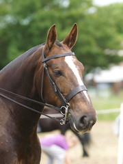 Obraz premium Cob Headshot