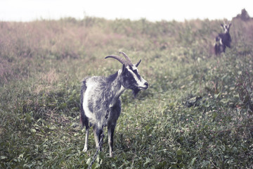 goat grazing in a meadow
