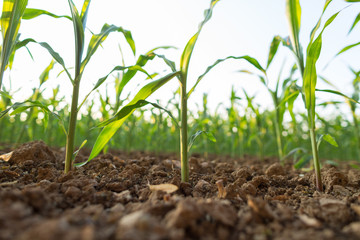 Piante di granoturco in campo coltivato