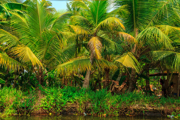 Obraz premium Everyday life on the canals of Alleppey.