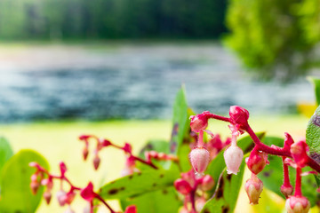 fuchia plant next to a lake