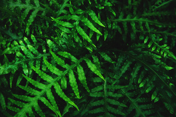 Natural green background of leaves.